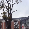 Olsztyński ratusz wydał zgodę na wycięcie klonu rosnącego przy siedzibie ZUS-u przy ul. 1 Maja.