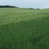 Warmińsko-Mazurskie Dni Pola zawitały do gminy Świątki.