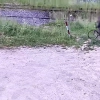 Tym razem nadmierną ciekawością wykazał się rowerzysta.