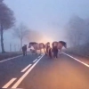 Stado zwierząt przestraszyło się petard.