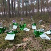 Leśnicy apelują, by nie zabierać do domu wiosennych kwiatów.