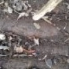Pociski artyleryjskie i granaty moździerzowe z czasów II wojny światowej znalazł w lesie mieszkaniec gminy Orneta.