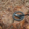 30 centymetrowe metalowe wkręty w pniach drzew odkrył leśniczy z Nadleśnictwa Stare Ramuki.