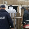 Policjanci i pracownicy Inspekcji Weterynaryjnej wykryli nielegalną hodowlę niedaleko Mrągowa.