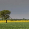 Służby ostrzegają przed przestępcami.