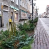 Ostatnie tygodnie 2022 roku to nasadzenia w Olsztynie.