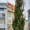 Przed olsztyńskim ratuszem stanęło bożonarodzeniowe drzewko.