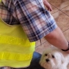 34-latka z Elbląga odpowie za przywłaszczenie cudzego psa.
