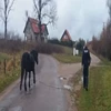 Takie interwencje to prawdziwa rzadkość. Policjant z Morąga złapał konia.