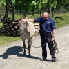 Nietypowa interwencja miała miejsce w Biesalu.