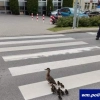 W Kętrzynie policjanci pomogli bezpiecznie przejść przez ulicę kaczej rodzinie.
