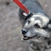 Starostwo Powiatowe w Olsztynie przypomina o właściwym nadzorze nad zwierzętami domowymi.