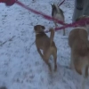 Nawet siarczysty mróz nie odstraszył wolontariuszy od wspólnego spaceru z psami z olsztyńskiego Schroniska dla Zwierząt. V Bieg na 6 Łap udowodnił, że psiaki mogą liczyć na przyjaciół, którym nie jest obojętny ich los.