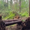Leśnicy informują o kilkunastu hektarach lasu zniszczonych przez trąbę powietrzną, jaka przeszła w okolicy Starych Jabłonek.