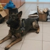 Nielegalne ładunki wskazał służbowy pies funkcjonariuszy służby celno-skarbowej.