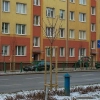 W Olsztynie przybywa drzew. W ostatnim czasie – na Zatorzu.