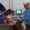 Operator maszyn i urządzeń przemysłu spożywczego to zawód z przyszłością. Wiedzą o tym dobrze w iławskim oddziale firmy Animex Foods.