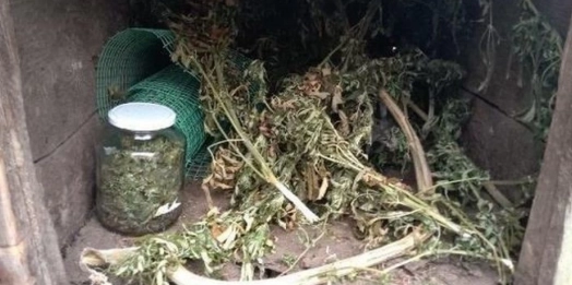 Policjanci i celnicy wykryli plantację marihuany we wsi niedaleko Nidzicy.