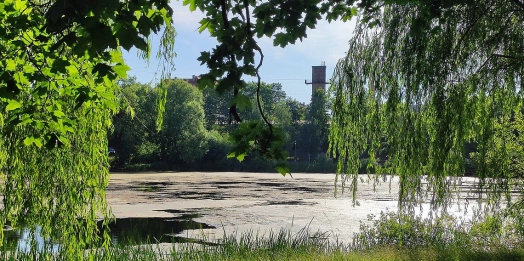 Ruszają prace mające na celu oczyścić Jezioro Długie z nadmiaru moczarki.