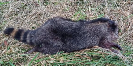 Szop pracz - inwazyjny gatunek stwarzający zagrożenie dla naszej rodzimej fauny, dotarł na Warmię i Mazury.