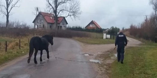 Takie interwencje to prawdziwa rzadkość. Policjant z Morąga złapał konia.