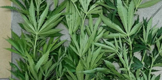 Marihuana o łącznej masie ponad 5 kilogramów nie trafi na czarny rynek.