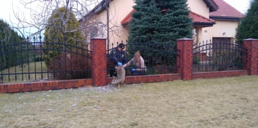 Strażnicy miejscy z Olsztyna pomogli sarnie, która utknęła w ogrodzeniu.
