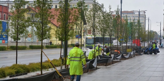 W centrum Olsztyna prowadzone są kolejne nasadzenia.