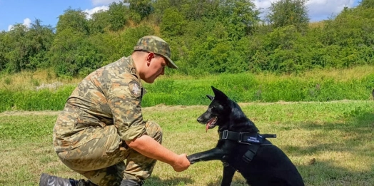 1 lipca w Polsce obchodzony jest Dzień Psa. To święto obchodzą również psy pracujące w Straży Granicznej.