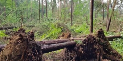 Leśnicy informują o kilkunastu hektarach lasu zniszczonych przez trąbę powietrzną, jaka przeszła w okolicy Starych Jabłonek.