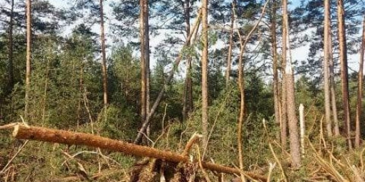 Leśnicy ostrzegają przed wiatrołomami na terenie Nadleśnictwa Jedwabno.